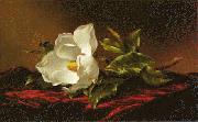 Martin Johnson Heade Magnolia f oil